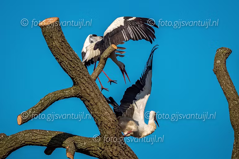 2020_04_04 Ooievaars te Gameren